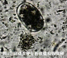 WPS图片编辑1