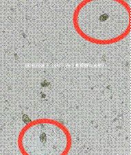 WPS图片编辑2